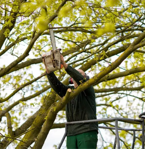 Pruning & Trimming