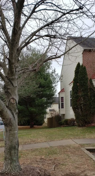 Trim Tree Damage