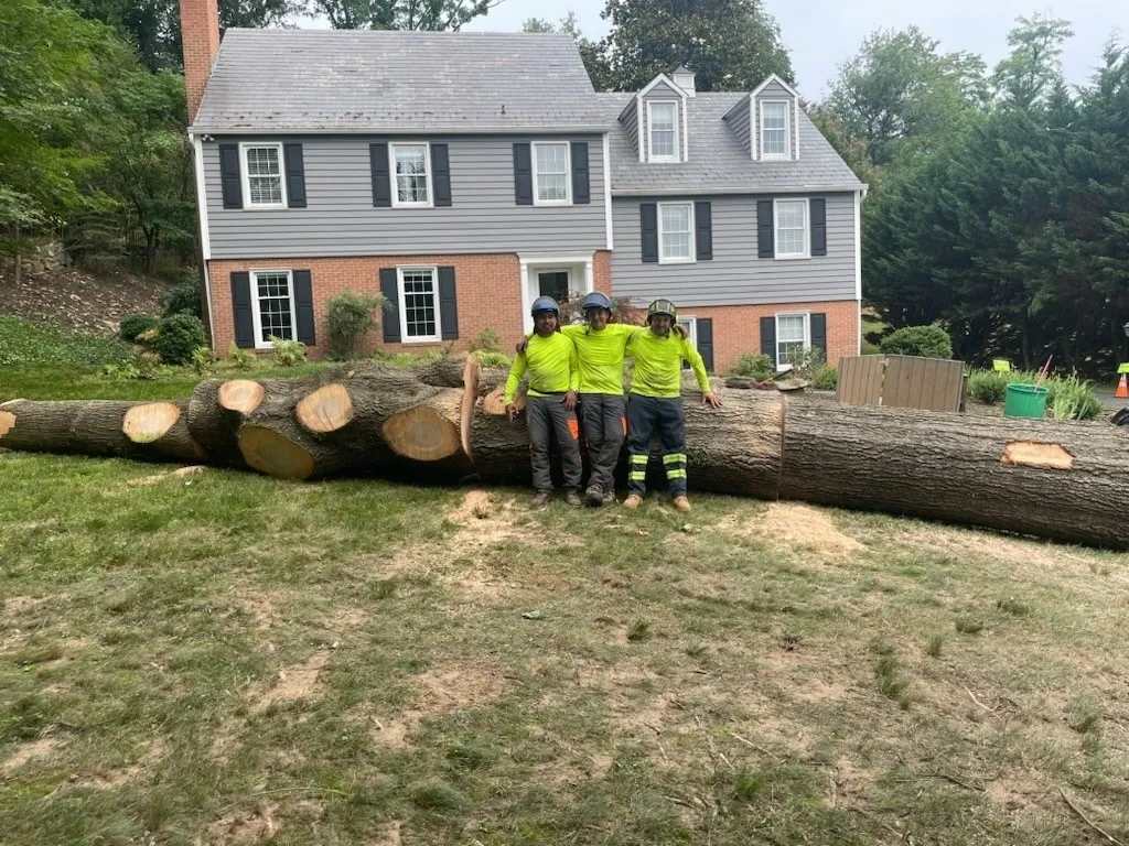 Tree Removal