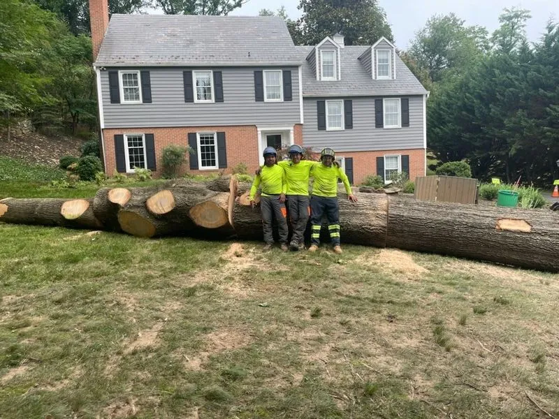 Professional Tree Services in Baltimore City