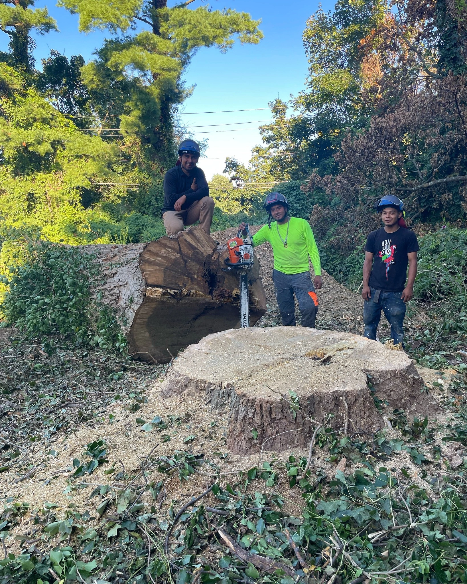 Stump Removal