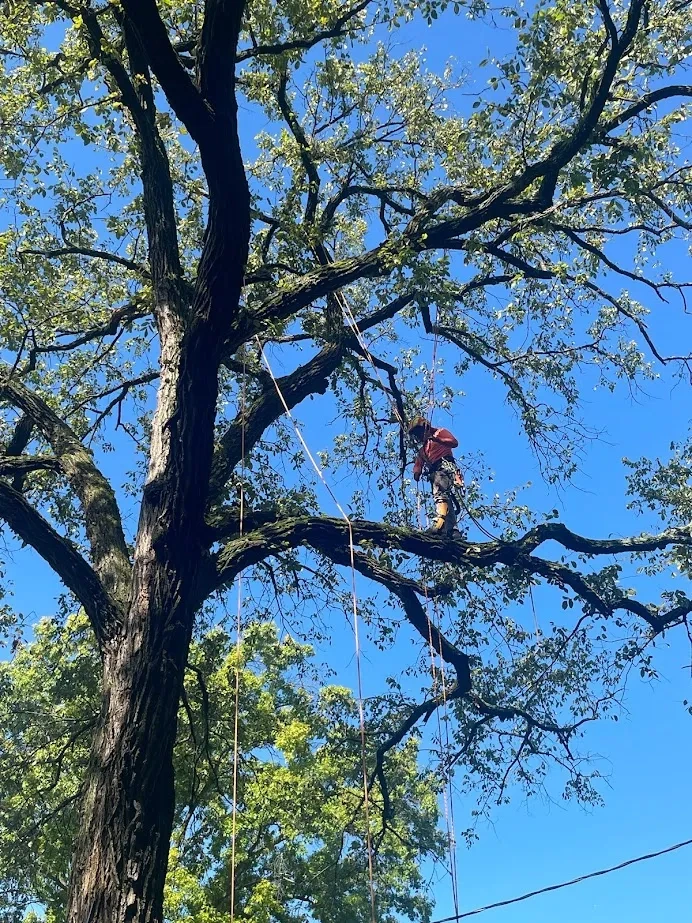 Pruning & Trimming