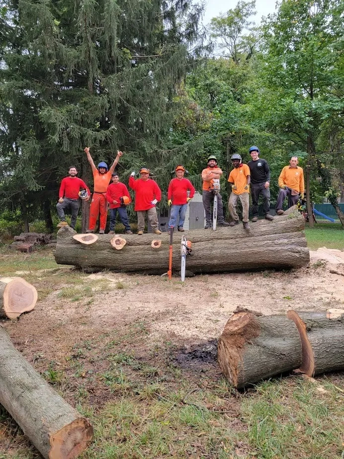 Tree Removal