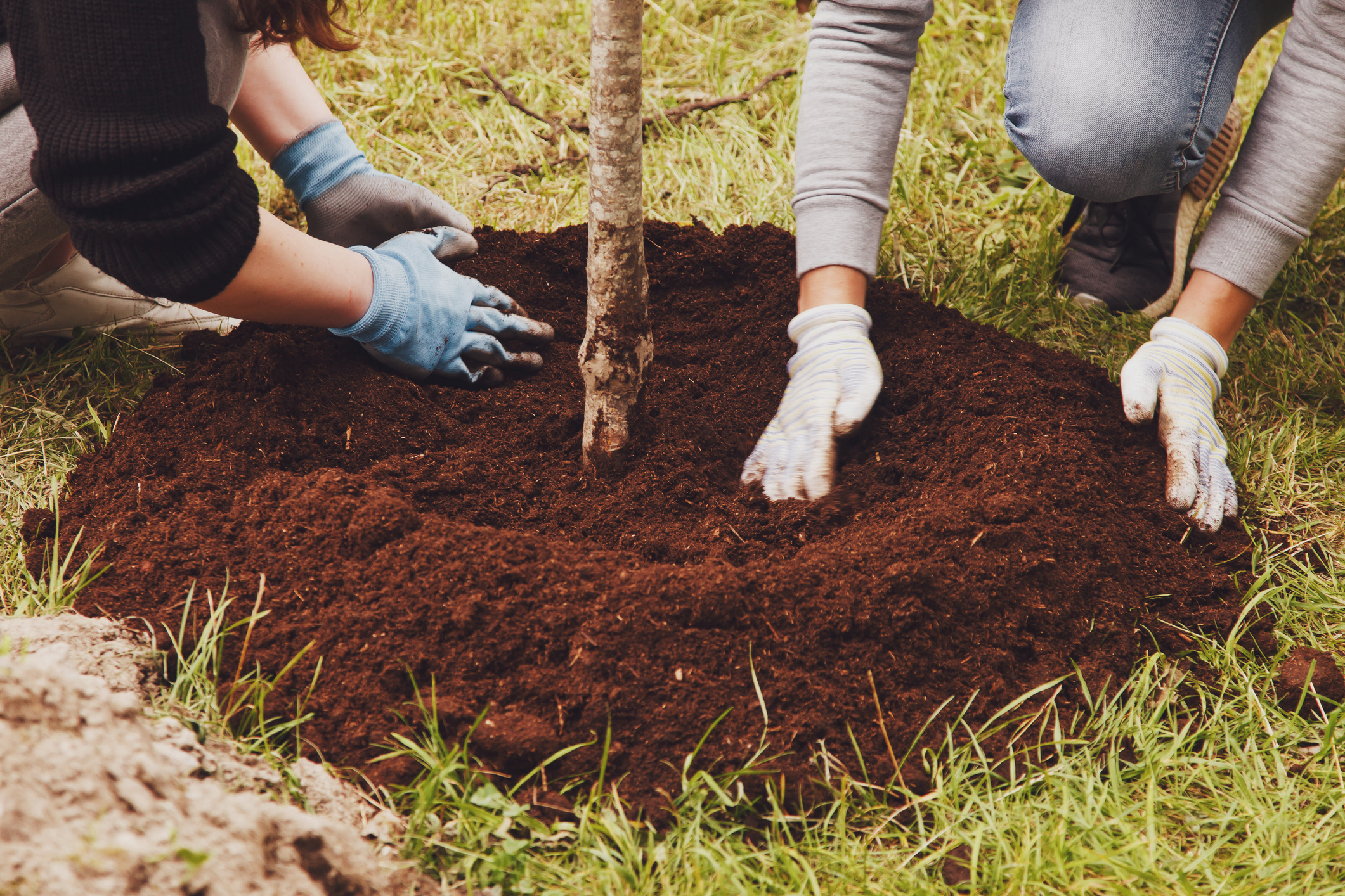 A man and a woman work with a shovel to plant a tree sapling in the ground for tree-planting-in-Maryland blog. Background for gentrification of territory. Concept of landscaping, nature, environment and ecology. Copy space